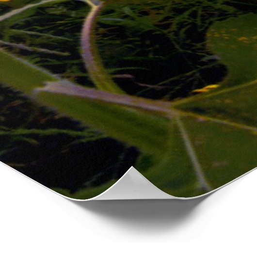 Poster Champ de tournesols en fleurs (Coin)