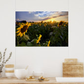 Poster Champ de tournesols en fleurs (Cuisine)