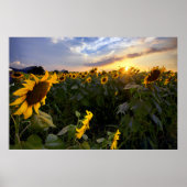 Poster Champ de tournesols en fleurs (Devant)