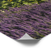 Poster Champ de tournesols et de fleurs de lavande, (Coin)