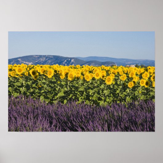 Poster Champ de tournesols et de fleurs de lavande, (Devant)