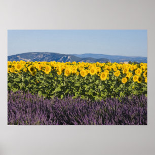 Poster Champ de tournesols et fleurs de lavande,
