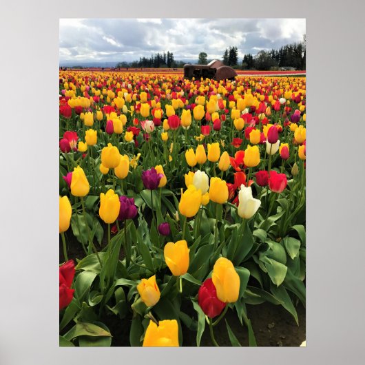 Poster Champ de tulipe avec ancien tracteur, Oregon (Devant)