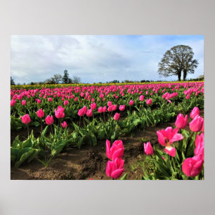 Poster Champ de tulipe rose, Oregon