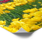 Poster Champ de tulipes (Coin)