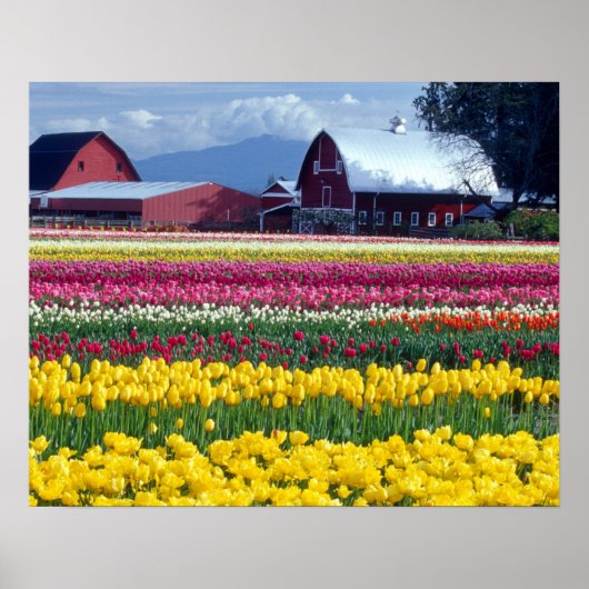 Poster Champ de tulipes (Devant)