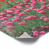 Poster Champ De Tulipes (Coin)
