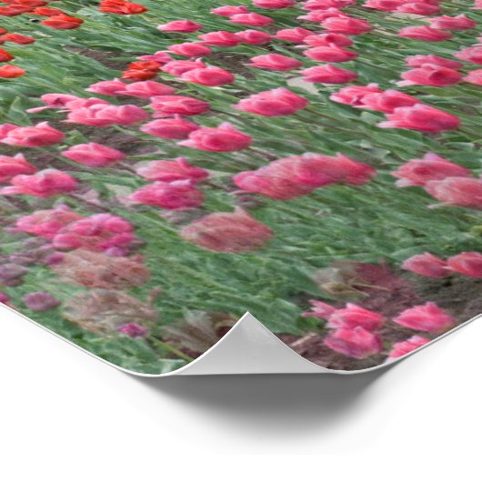 Poster Champ De Tulipes (Coin)