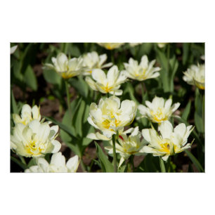 Poster Champ de tulipes blanches