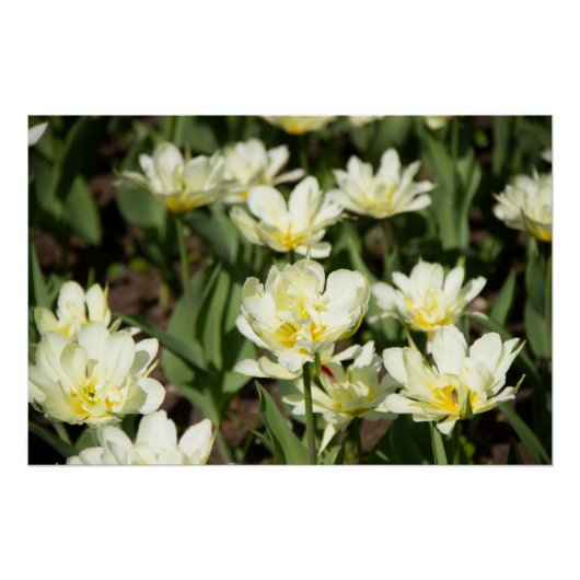 Poster Champ de tulipes blanches Photo (Devant)