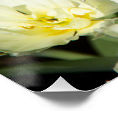 Poster Champ de tulipes blanches Photo (Coin)