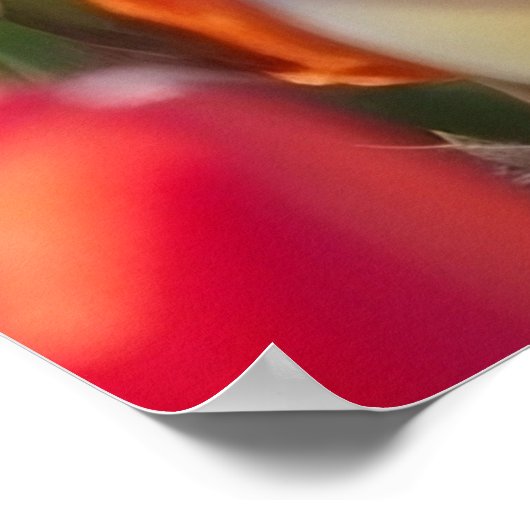 Poster Champ de tulipes en pleine floraison (Coin)