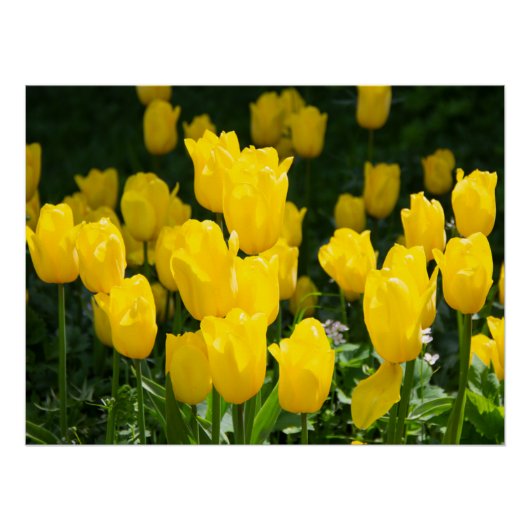 Poster Champ de tulipes jaune vif (Devant)