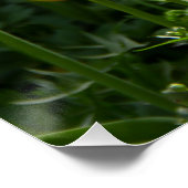 Poster Champ de tulipes jaune vif (Coin)