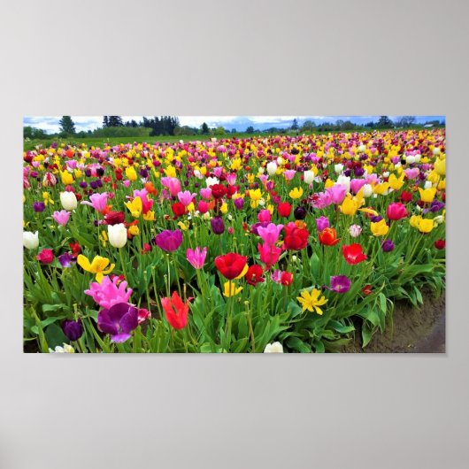 Poster Champ de tulipes, Oregon (Devant)