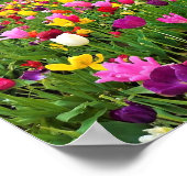 Poster Champ de tulipes, Oregon (Coin)