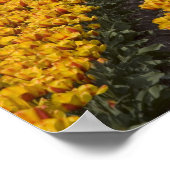 Poster Champ de tulipes, Pays-Bas (Coin)