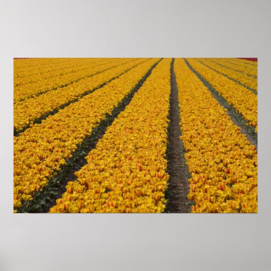 Poster Champ de tulipes, Pays-Bas (Devant)