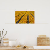 Poster Champ de tulipes, Pays-Bas (Cuisine)