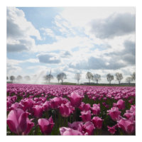 Champ de Tulipes roses avec le ciel bleu
