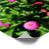 Poster Champ De Zinnias Fleur Orton Effet (Coin)