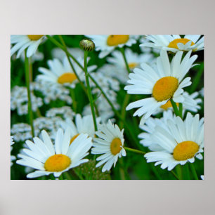 Poster Champ des marguerites