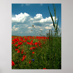 Poster Champ des pavots II