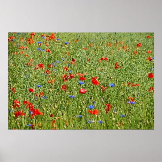 Poster Champ d'été avec fleurs rouges et bleues (Devant)