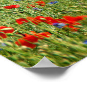 Poster Champ d'été avec fleurs rouges et bleues (Coin)