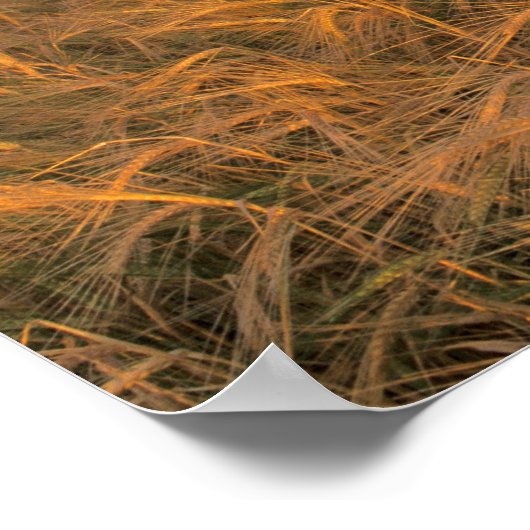 Poster Champ d'orge de mûrissement le long de la roche (Coin)