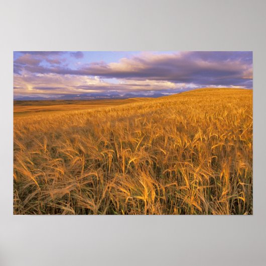Poster Champ d'orge en maturation le long des montagnes R (Devant)