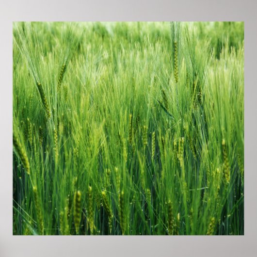 Poster Champ d'orge verte, closeup de printemps. (Devant)