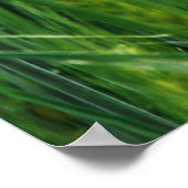 Poster Champ d'orge verte, closeup de printemps. (Coin)