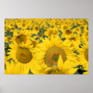 Poster Champ jaune de tournesols photo