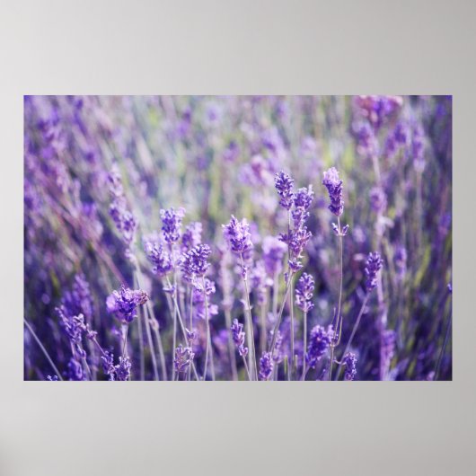 Poster Champ Lavender (Devant)