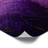 Poster Champ Lavender (Coin)