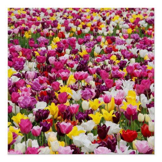 Poster champ plein de tulipes (Devant)