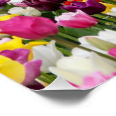 Poster champ plein de tulipes (Coin)