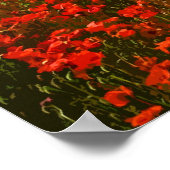 POSTER CHAMP POPPY 3 (Coin)