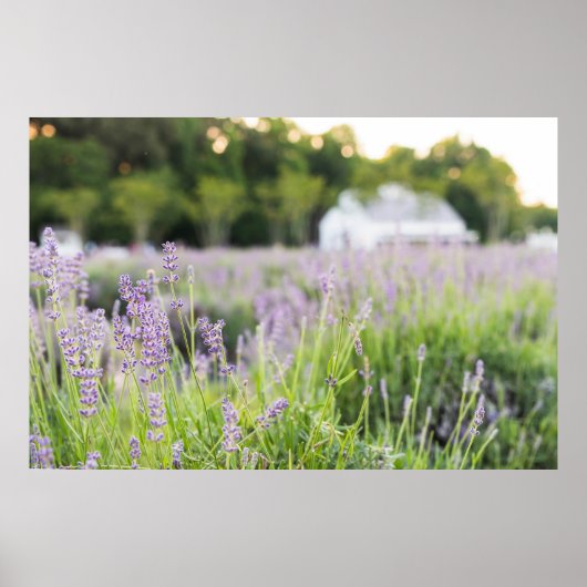 Poster Champ Serene Lavender (Devant)