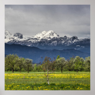 Poster Champ vert avec alpes neigeuses