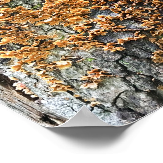 Poster champignon (Coin)