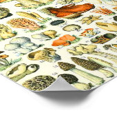 Poster Champignon Adolphe Millot (Coin)