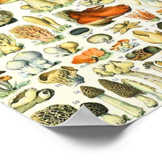 Poster Champignon Adolphe Millot (Coin)