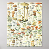 Poster Champignon Adolphe Millot B (Devant)