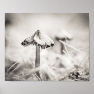 Poster Champignon boisé Noir et Blanc Nature