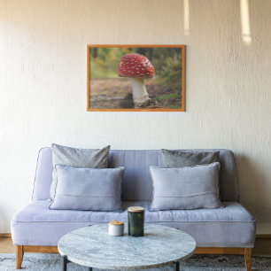Poster Champignon de mouches