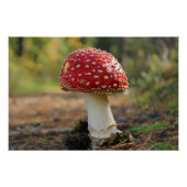 Poster Champignon de mouches (Devant)
