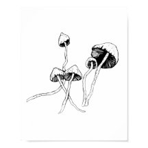 Champignon de Psilocybin