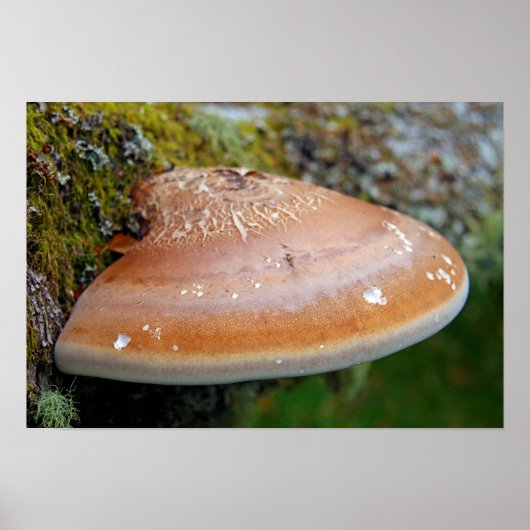 Poster Champignon en console (Devant)